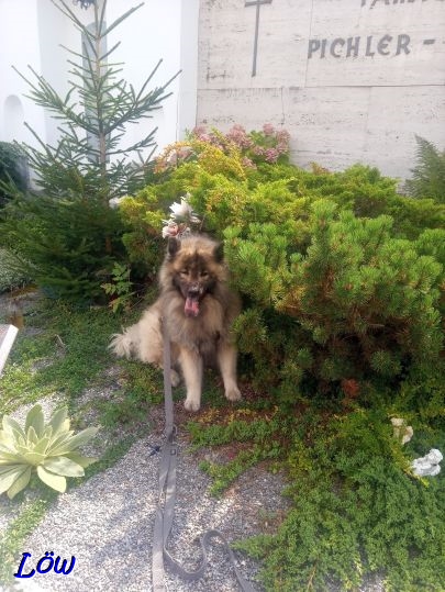 23.8.2025 - Gr&auml;berw&auml;chter solo